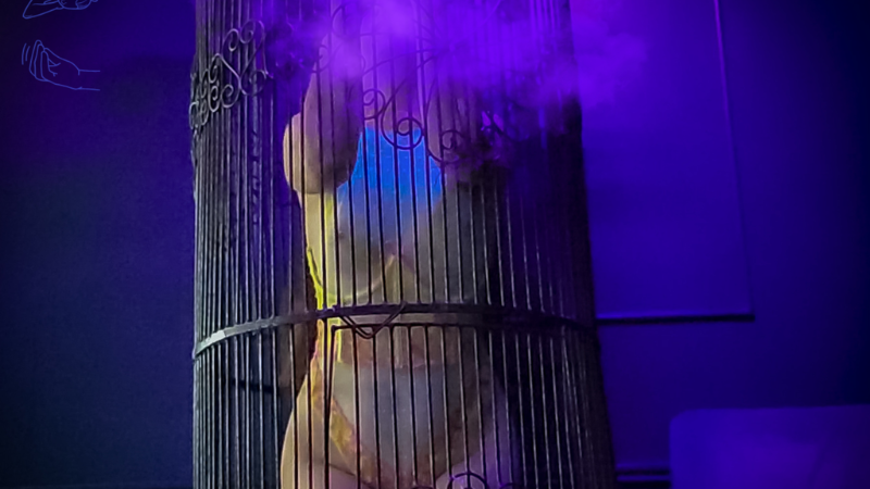 The Making of a Songbird’s Melody
